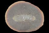 Fossil Worm (Fossundecima) - Illinois #120946-1